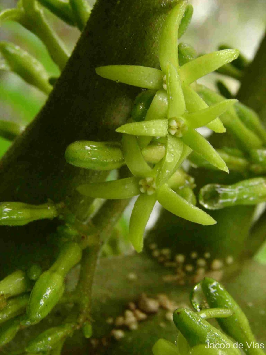 Cryptolepis buchananii R.Br. ex Roem. & Schult.